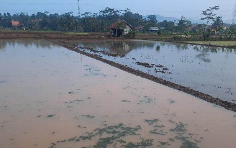 Target Musim Tanam Padi di Purwakarta Hingga September 13.859 Hektare