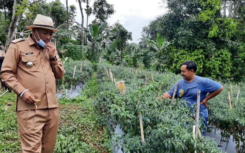 Ditengah Pandemi, Petani Muda Purwakarta Tetap Eksis Garap Pertanian