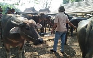 Harga Sapi dan Kerbau di Purwakarta Alami Kenaikan Jelang Idul Adha