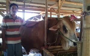 PPKM Darurat Purwakarta, Penjualan Hewan Kurban Alami Penurunan Drastis