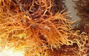 Inilah Kandungan Penuh Manfaat Dari Alga Coklat (Phaeophyta)