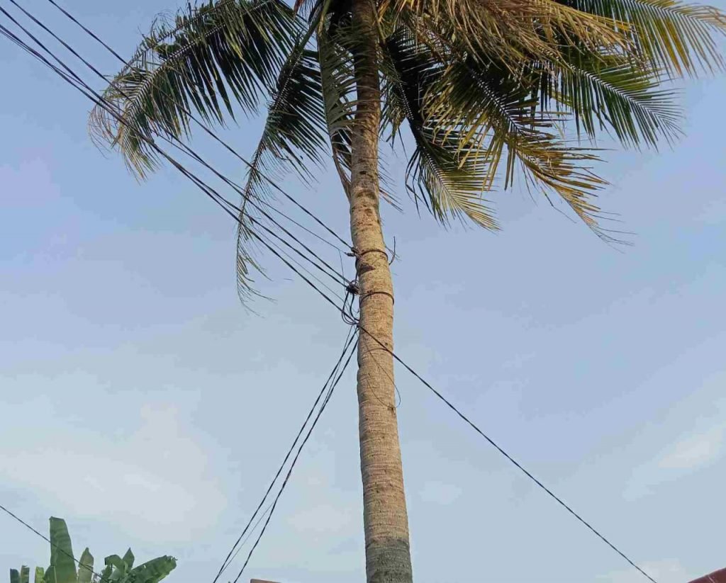 Manager PLN (Persero) Purwakarta Berikan Sanksi Tegas Oknum Pemasang Kabel Kwh di Pohon Kelapa