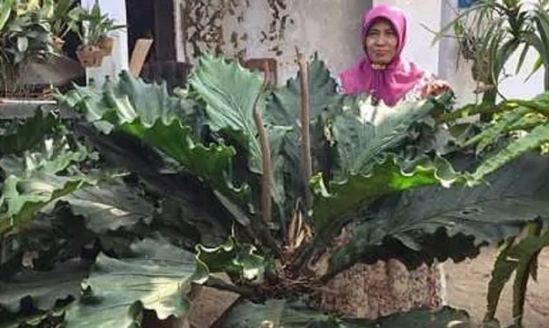 daun gelombang cinta