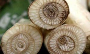 Tiga Manfaat Gedebog Pisang Bagi Kesehatan Tubuh