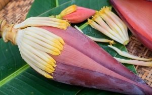 Tiga Manfaat Jantung Pisang Bagi Kesehatan Tubuh