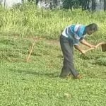 cara menanam rumput gajah