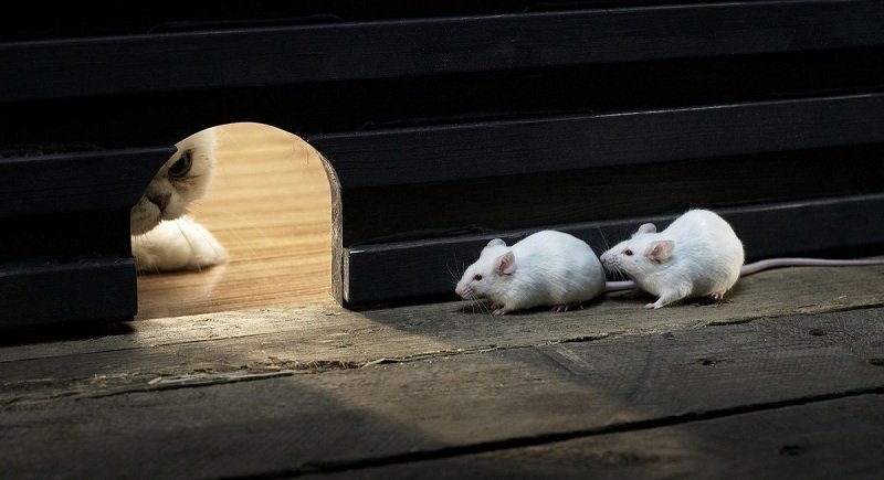 Yuk Simak! Tiga Cara Agar Tikus Tidak Masuk Rumah