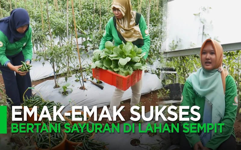Video: Kelompok Wanita Tani Barmulita Purwakarta Sukses Bertani di Lahan Sempit