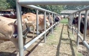 Wabah Penyakit Ternak, Omzet Penjualan Sapi dan Kerbau di Purwakarta Turun Drastis