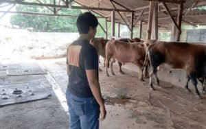 MUI Purwakarta Imbau Warga Untuk Teliti Memilih Hewan Kurban yang Bebas Dari PMK