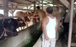 Jelang Idul Adha, Bupati Purwakarta Kerahkan Puluhan Petugas Pemeriksa Hewan Kurban