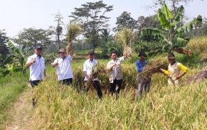 Puncak Panen Padi di Purwakarta Bulan Juli dan Agustus Diperkirakan Capai 80.547 Ton