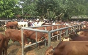 Penjualan Sapi di Purwakarta Meningkat 100 Persen Jelang Idul Adha 1444 Hijriyah