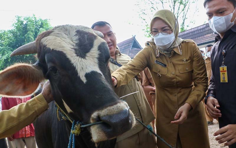 Jelang Idul Adha 1444 H, Pemkab Purwakarta Vaksinasi Ratusan Sapi dan Kerbau