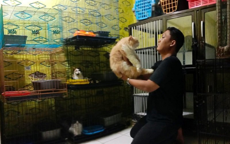 Jelang Liburan Lebaran, Penitipan Kucing di Purwakarta Mulai Ramai Dibooking