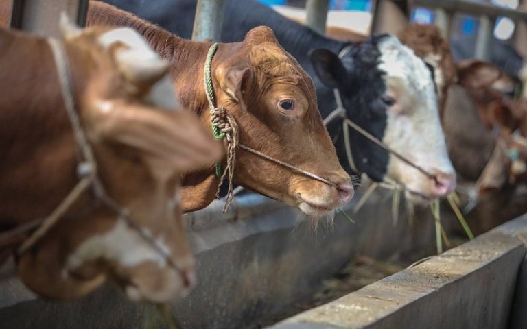 Jelang Idul Adha 1447 H, Harga Sapi Kurban di Purwakarta Melonjak