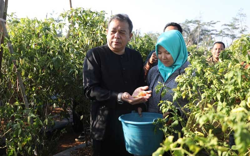 Jaga Ketahanan Pangan, Pj Bupati Purwakarta Gelar Panen Cabai di Bojong