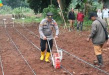 Penanaman jagung di Purwakarta