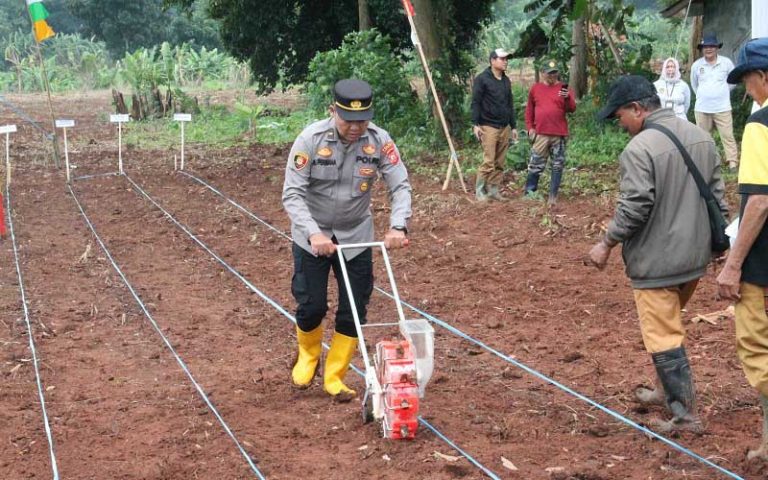 Penanaman jagung di Purwakarta