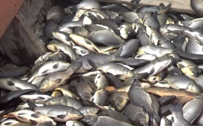 Ribuan Ikan di Waduk Jatiluhur Mati, Kerugian Ratusan Juta Rupiah Ikan di waduk Jatiluhur mati
