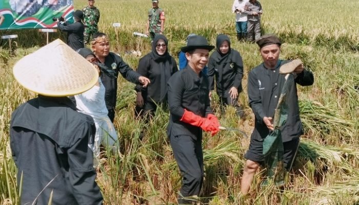 Bupati Purwakarta, Om Zein Turun ke Sawah Panen Raya Bersama Warga di Campaka