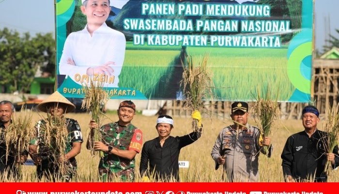 Panen Raya Padi Kelompok Tani Tunas Harapan, Bupati dan Dandim Apresiasi Kerja Keras Petani Purwakarta