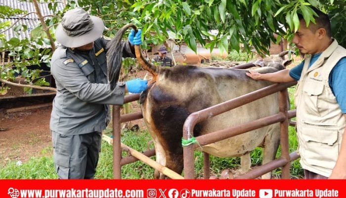 Diskanak Purwakarta Lakukan Pengambilan Sampel Darah untuk Uji Penyakit BVD pada Sapi