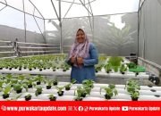 Eni Lestiorini, Pelopor Hidroponik Purwakarta: Dari Keresahan Pestisida hingga Harapan Petani Milenial