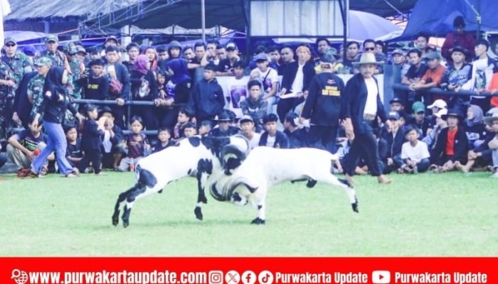 Dandim Cup 2025, Kontes Seni Ketangkasan Domba Garut Meriahkan HUT TNI ke-80 di Purwakarta