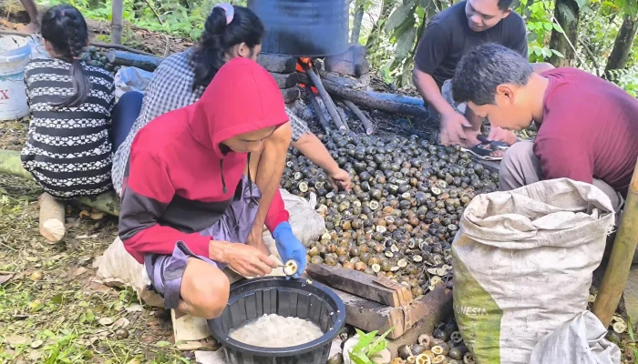 Curhat Heri Pengrajin Kolang Kaling Di Purwakarta Yang Kesulitan Bahan Baku