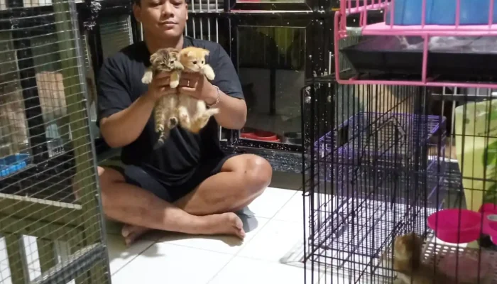 Berkah Lebaran, Jasa Penitipan Kucing Di Purwakarta Laris Manis
