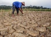 BMKG Prediksi Kemarau Panjang di Jawa Barat, Masyarakat Diimbau Waspada