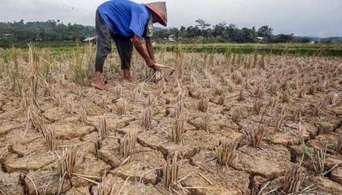 Musim Kemarau di Jawa Barat Datang Lebih Awal dan Lebih Kering