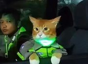 Viral Kucing Oyen Pakai Rompi Polisi Pantau Arus Mudik Jawa Barat