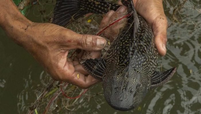 Ikan Sapu-Sapu Jadi Alarm Bahaya, Ini Kata Dedi Mulyadi Ikan sapu-sapu