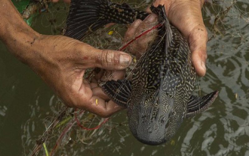 Ikan sapu-sapu