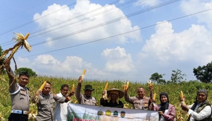 Panen Jagung di Purwakarta, Polri Dukung Swasembada Pangan Nasional Panen Jagung Polres Purwakarta