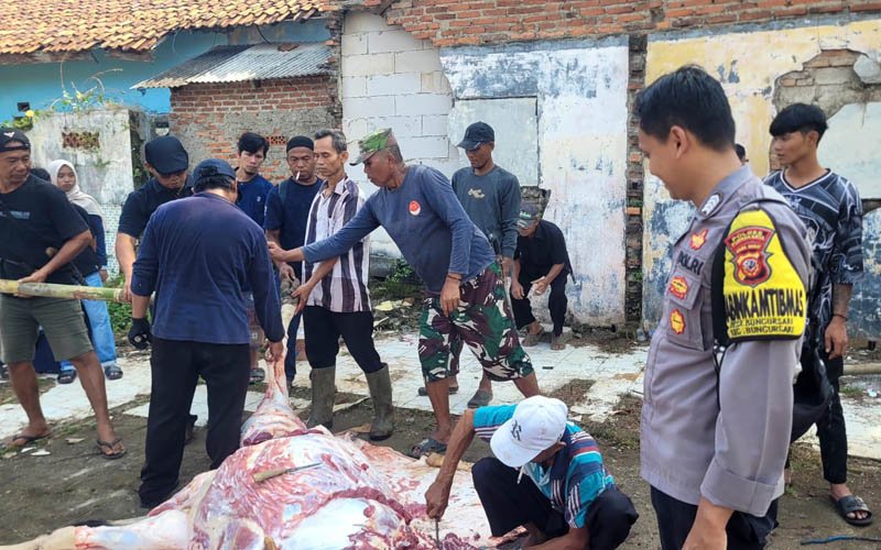 Kurban Bungursari Purwakarta