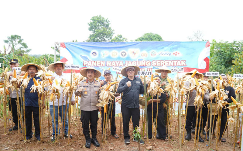 Panen jagung di Cijunti Campaka