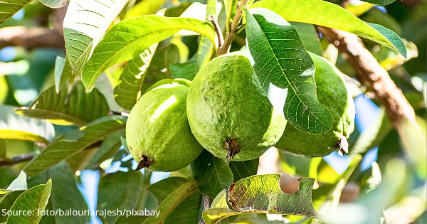 Ternyata Kaya Antioksidan, Ini 6 Manfaat Rebusan Daun Jambu Biji Bagi Tubuh