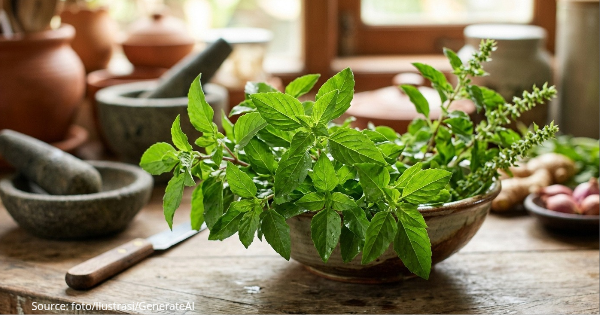 Mengenal 8 Khasiat Herbal Daun Kemangi bagi Kesehatan Beserta Cara Olahnya