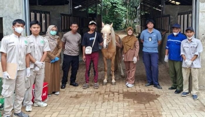 Diskanak Purwakarta Periksa Kesehatan Kuda, Deteksi Dini AHS dan Strangles Diperkuat