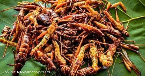 Sering Dianggap Hama, Ternyata Belalang Punya 6 Manfaat Luar Biasa Ini!