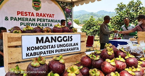 Manggis Wanayasa Purwakarta: Si Ratu Buah Ekspor dan 6 Manfaat Kesehatannya