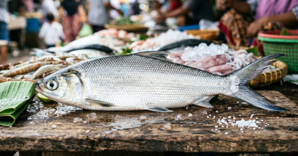 Jangan Abaikan! 5 Manfaat Utama Ikan Bandeng untuk Cegah Osteoporosis dan Anemia