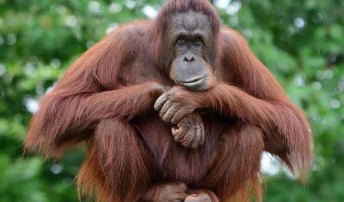 Karhutla Capai 513 Hektare di Tanjung Puting, Habitat Orangutan Terancam Orangutan Kalimantan di Taman Nasional Tanjung Puting, Kalimantan Tengah, kawasan konservasi yang terdampak ancaman kebakaran hutan dan lahan.