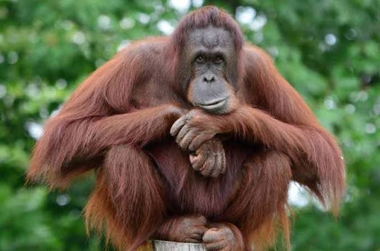 Habitat Rusak akibat Karhutla, Ribuan Orangutan di Kalimantan Terancam Orang utan (Foto: Diskominfo Kaltim)