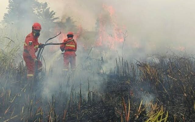 Kebakaran hutan di Kalimantan - Foto: kementrian kehutanan