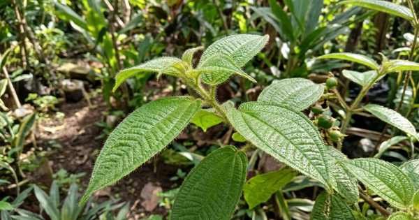 Ampuh Atasi Diare hingga Luka, Ini 5 Manfaat Kesehatan Daun Harendong Bulu manfaat utama daun harendong bulu (Clidemia hirta) untuk kesehatan tubuh